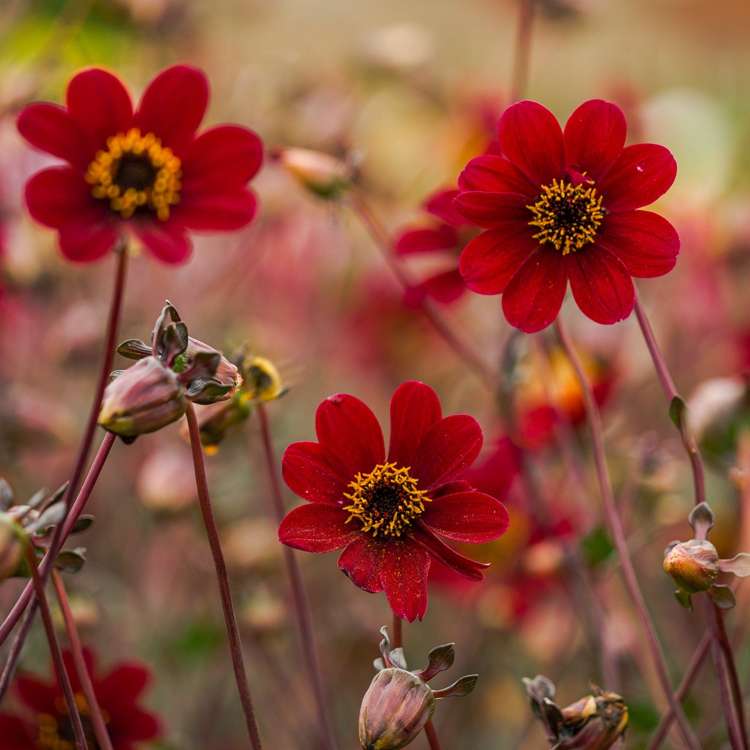 Dahlia 'Bishop of Auckland'
